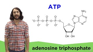 Metabolism and ATP [upl. by Ahsikin]