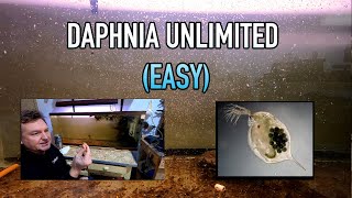 How I Raise Daphnia Water Fleas And You Can Too [upl. by Lucien]