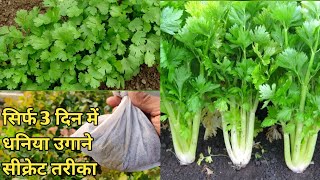 सिर्फ 3 दिन में धनिया उगाने का बिल्कुल नया तरीका 3 din me dhaniya kaise ugaye Coriander in 3 days [upl. by Aleihs]