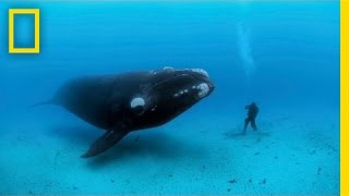 Diving with Whales  Nat Geo Live [upl. by Ayam568]