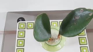 Sansevieria masoniana 100 baby diaper as a medium [upl. by Anujra]