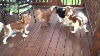 Cavalier King Charles spaniels amp the Bubble Machine [upl. by Libbey]