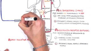 Pharmacology  Antihypertensives [upl. by Attenauqa203]