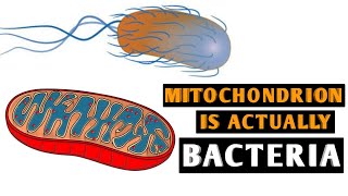 Mitochondria Structure And function [upl. by Nahc]