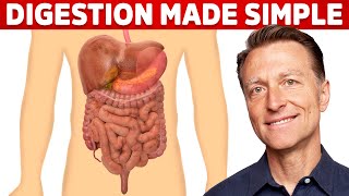 Your Digestive System Explained in Simple Terms [upl. by Nylevol]