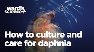 Caring and Culturing for Daphnia [upl. by Erialb]