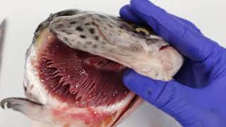 How do fish breathe using gills [upl. by Powel]