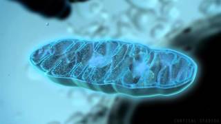 How Mitochondria Produce Energy [upl. by Sewellyn519]