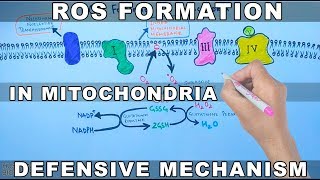 ROS Formation in Mitochondria and Defensive Mechanism [upl. by Asiel229]