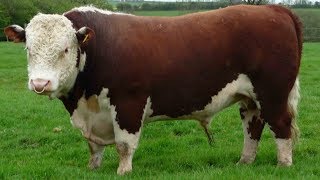 Hereford Beef Cattle  Dependable Heritage Beef [upl. by Nord489]