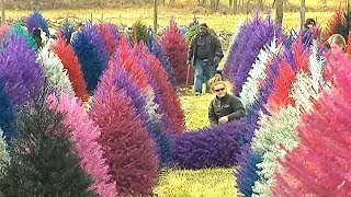 This farm sells colorful Christmas trees 🎄 [upl. by Blaire]