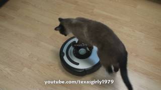 Cat shows HOW TO use iRobot Roomba Vacuum [upl. by Jammin]