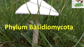 Basidiomycota [upl. by Leeanne]