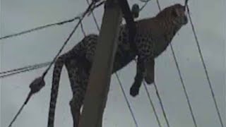 Leopard climbs electric pole gets electrocuted [upl. by Gnay]