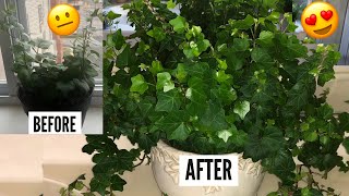 English Ivy Plant Care  Hedera Helix Vines  Ivy Houseplants [upl. by Nuahsel68]