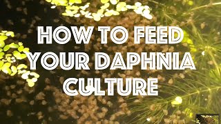 How To Feed Your Daphnia Culture [upl. by Kiefer]