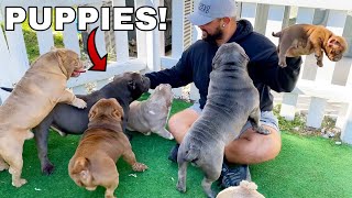 Picking Out My First Dog from Exotic Bully Puppy Farm CUTE [upl. by Yeaton]