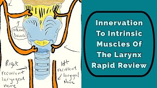 Innervation To The Larynx Rapid Review [upl. by Lemert]