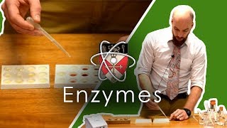 Enzymes  GCSE Science Required Practical [upl. by Eseilana]