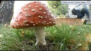 🍄🍄🍄🍄 Mushroom time lapse Amanita Muscaria 🍄🍄🍄🍄 [upl. by Esojnauj]