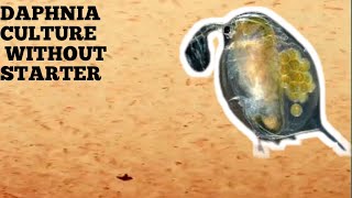 HOW TO CULTURE DAPHNIA NATURALLY WITHOUT A STARTER [upl. by Pail]