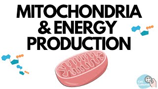 Mitochondria amp Energy Production [upl. by Hasty]