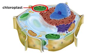 Eukaryotic Cells Part 2 Plant Cells [upl. by Aihsenot]