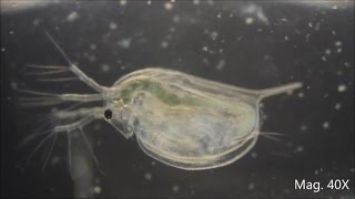 Daphnia magna under the Microscope [upl. by Niwdog]