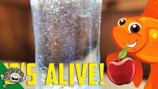 How to culture Vinegar Eels The EASY Way Live Fish Food [upl. by Eserehc]