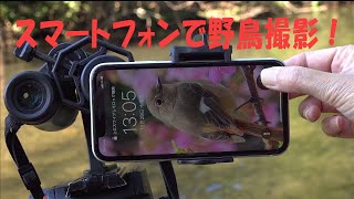 スマートフォンで簡単野鳥撮影！【Japan Bird Festival 2020】 [upl. by Edwyna978]