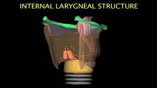 Larynx Animation [upl. by Bolton]