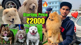 Cheapest Dogs Market In india  WholesaleRetail  PitbullAmerican BullyLhasa Suraj chauhan [upl. by Chev]