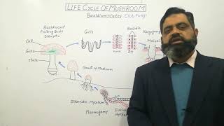 Basidiomycetes English medium profmasoodfuzail Life Cycle of Mushroom English medium [upl. by Anavas]