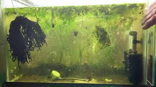 Scuds Daphnia Cherry Shrimp Copepods My aquatic food culture [upl. by Nilloc]