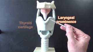 Larynx Model  Respiratory System [upl. by Iover]