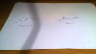 Pharmacology Of Muscimol [upl. by Bernardo]