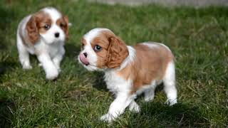 Cavalier King Charles Spaniel Puppy litter M  Happy Village FCI [upl. by Hamforrd]