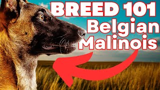 BELGIAN MALINOIS 101 Everything You Need To Know About the Belgian Malinois [upl. by Aneleiram]