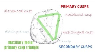 Permanent Maxillary 1st molar  Part 2 occlusal aspect [upl. by Eimmat]