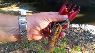 How To TrapCatch Crayfish SRP [upl. by Blair395]