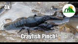 Learn About the American Crayfish 4k [upl. by Wendeline]