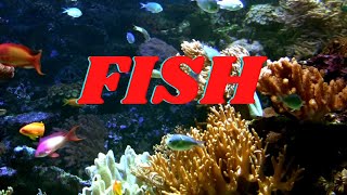 FISH  All About Fish Facts for KIds [upl. by Keithley]