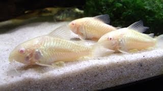 Breeding Cory Catfish A HOW TO VIDEO [upl. by Idnaj]