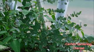 Growing Eucalyptus Trees Growing Eucalyptus Trees In A Greenhouse [upl. by Mayfield234]