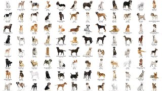 ALL 358 DOG BREEDS IN THE WORLD [upl. by Monroy59]