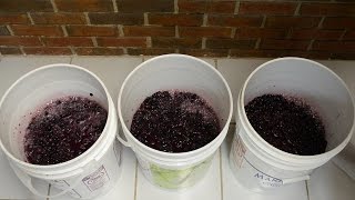 How To Make Red Wine From Grapes Maceration amp Fermentation [upl. by Ramiah]