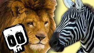 Lion vs Zebra  Deadliest Showdowns  BBC Earth [upl. by Devol]