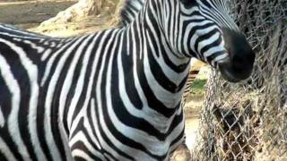 Zebra at Zoo [upl. by Cleve992]