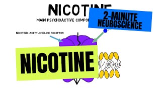 2Minute Neuroscience Nicotine [upl. by Ttcos185]