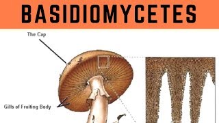 Basidiomycetes  Biological Classification  Vinay Biology [upl. by Sirej159]